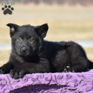 Jinger, German Shepherd Puppy